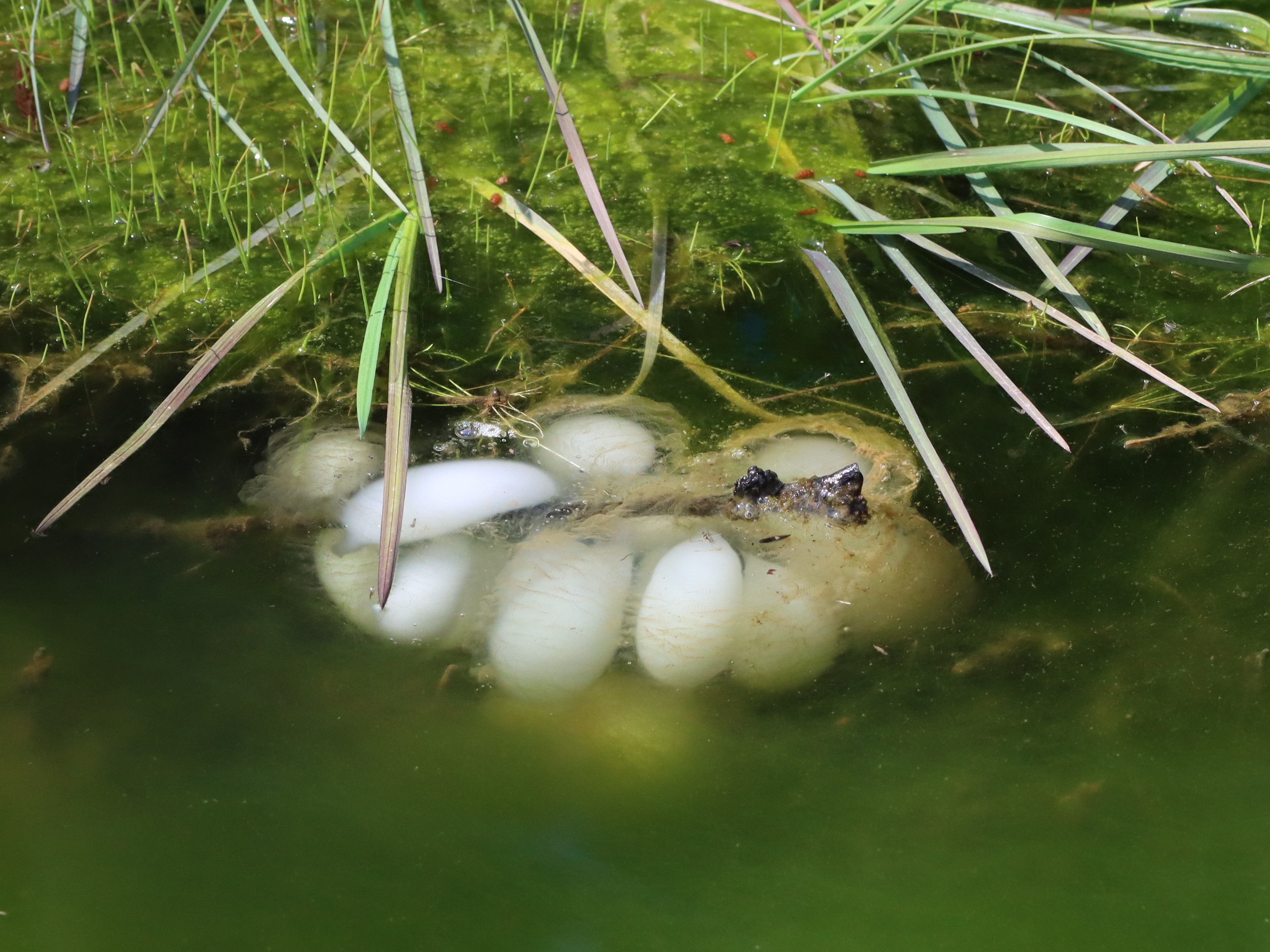 アマガエル